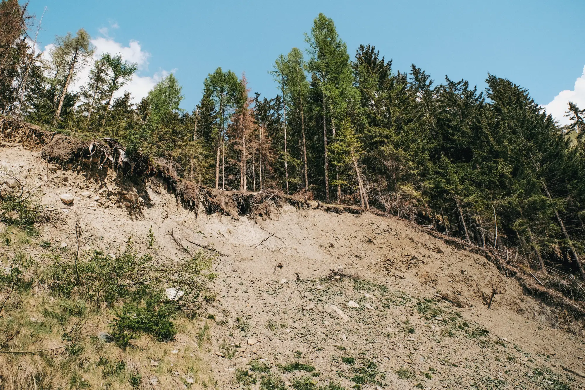 A fresh scarp on a forested hillside, torn roots hanging over the bare slope below